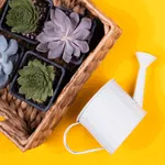 باغبانی و فضای سبز