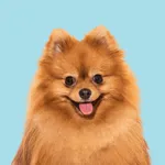 حیوانات خانگی